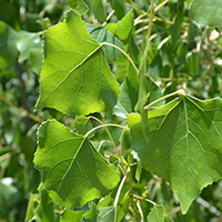 Cottonwood leaves along the Gila River. Photo Credits: Mary Harner