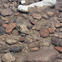 Toad in the shallow waters of the Gila River. Photo Credits: Mary Harner