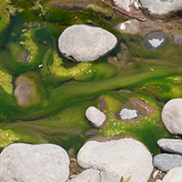 Nutrient-rich section of the Gila River. Photo Credits: Mary Harner